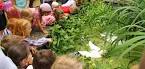 Backyard Ecosystem Blueprint: Create a Thriving...