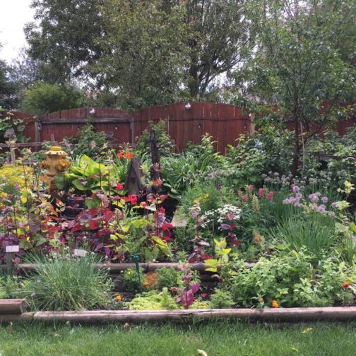 Buzzing with Life: 7 Native Plants to Attract P...