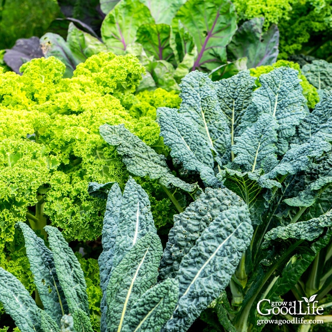 fall leafy greens