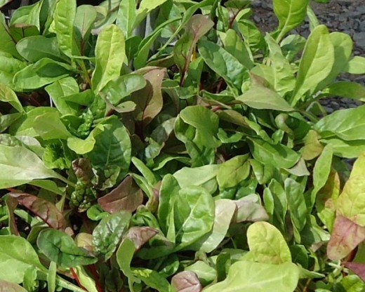Close up of swiss chard