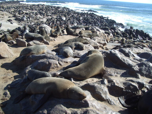 A wide shot of the Cape Cross seal colony