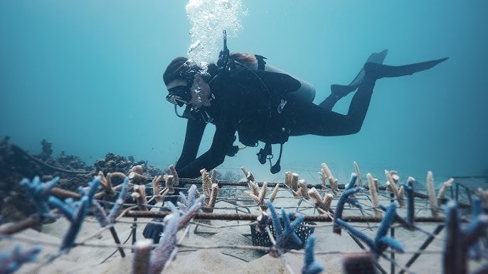 # Dive In, Give Back: Transformative Sea Adventure...
