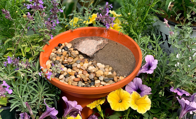 Beyond Bees: Cultivating a Thriving Pollinator...