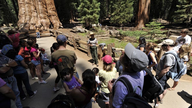 Lodgepole Campground campsite