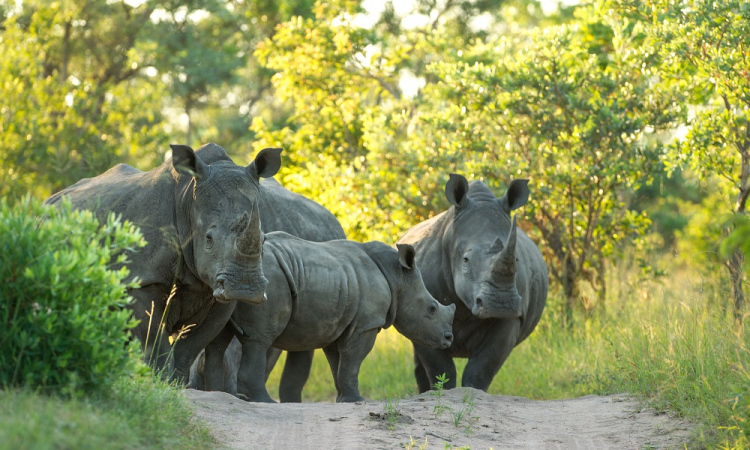Singita's anti-poaching K9 unit, vital in protecting rhinos from poachers.