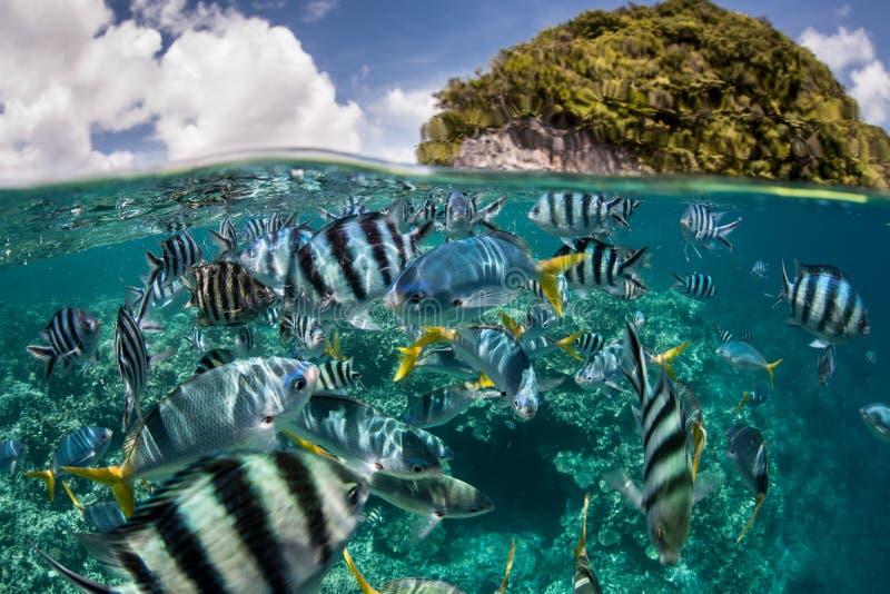 Aerial view of the Rock Islands Southern Lagoon in Palau, showcasing the iconic 'mushroom islands' dotted across the turquoise sea. The image highlights the unique geological formations, the vibrant coral reefs visible beneath the clear waters, and the overall breathtaking beauty of this UNESCO World Heritage Site.