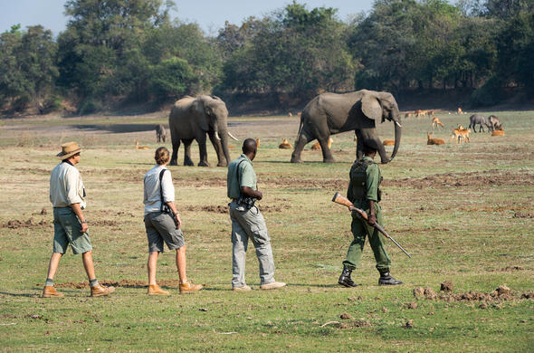 # South Luangwa: Where Wildlife Thrives and Commun...