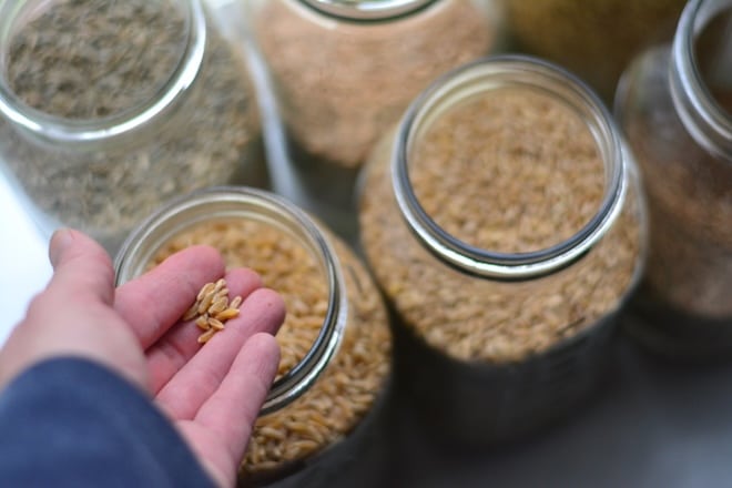 Hands squeezing tomato seeds into a jar