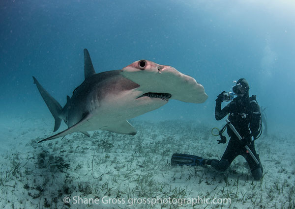 Swimmer with Hammerhead Shark