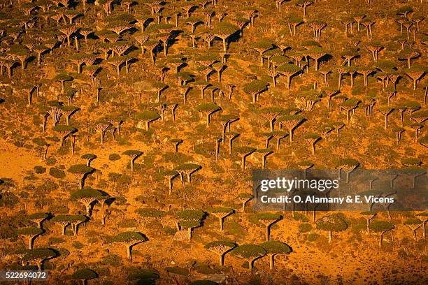 # Namibian Nights: A Budget-Friendly Adventure Und...