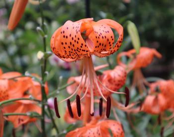 vibrant diverse pollinator garden full bloom