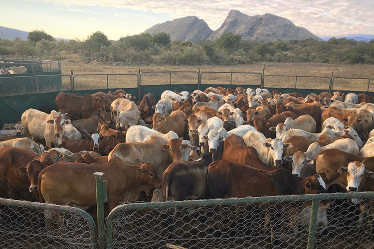 Building predator-proof livestock enclosures in Seronga, Botswana.