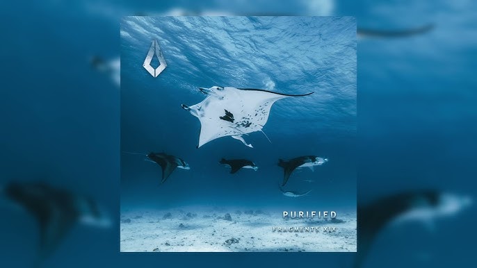 Close-up photo of a manta ray's unique spot pattern, taken during a research excursion.