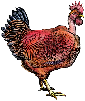 Sourcing Heritage Poultry: Building a Resilient...
