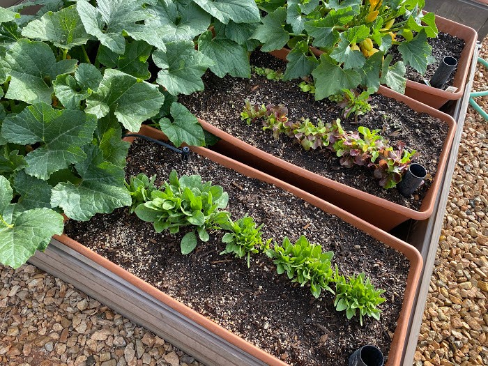 From Seed to Supper: Your Guide to a Year-Round...