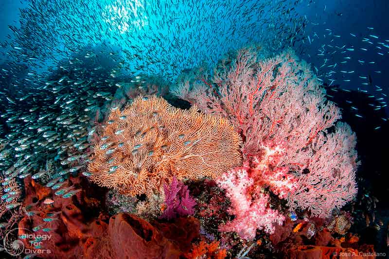 Turquoise waters and limestone islands in Raja Ampat showcase the stunning beauty of the area, highlighting why it's a premier destination for eco-conscious travelers.