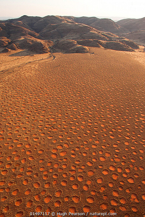 Fairy Circles in the Namib Desert