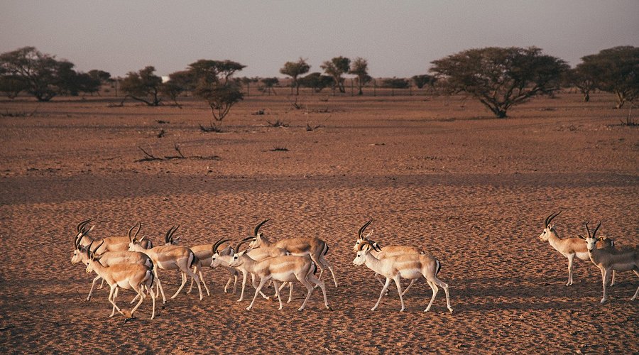 Arabian Oryx Wildlife Reserve