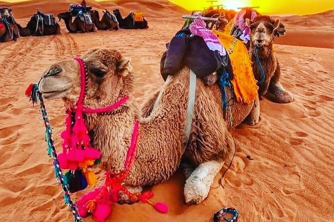 Berber Locals Agafay Desert Foraging