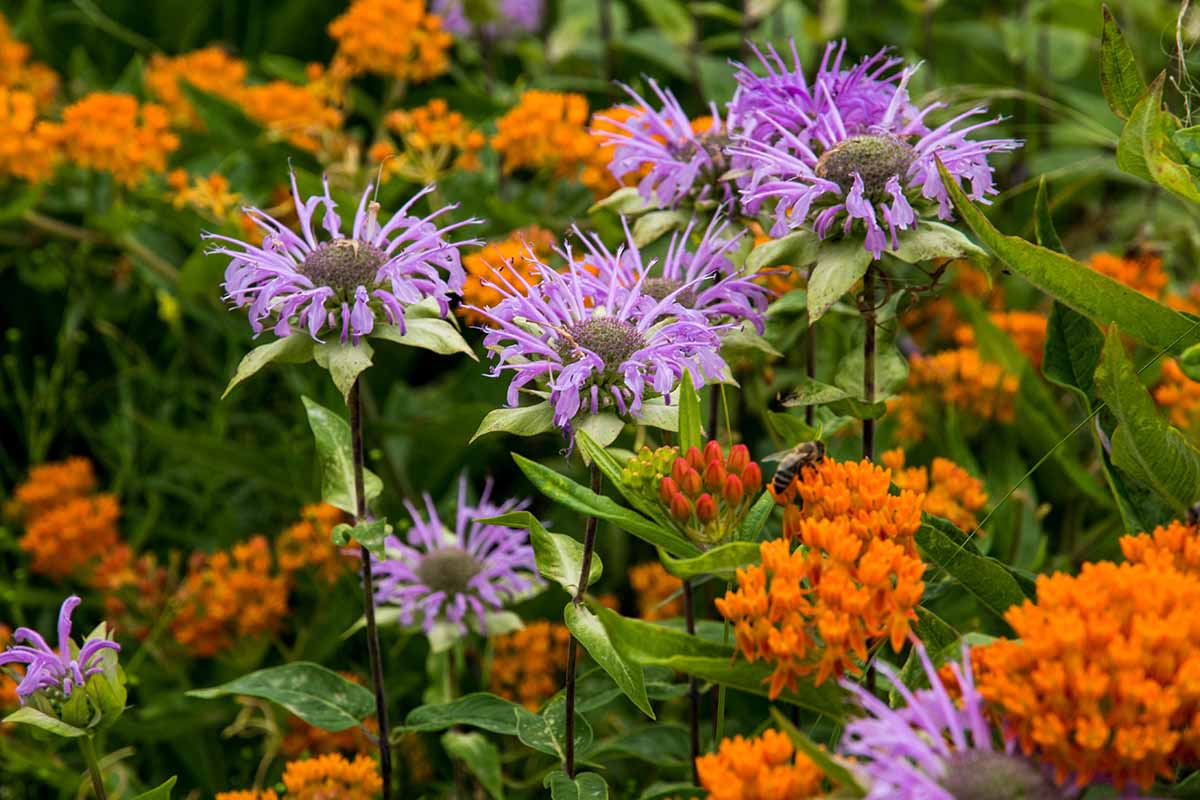 Buzzworthy Homesteading: How to Attract & Prote...