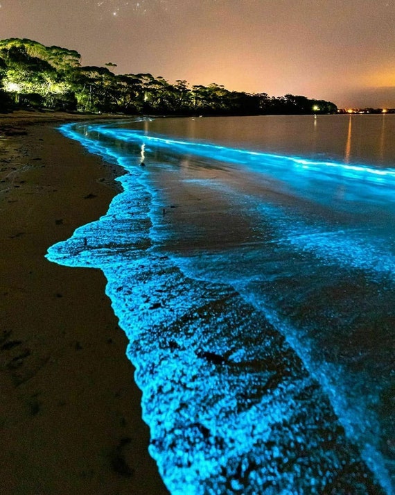 A nighttime scene showing the vibrant blue glow of bioluminescent plankton on the shoreline of Jervis Bay, with stars visible in the background. The image captures the magical and surreal beauty of the bioluminescence phenomenon.