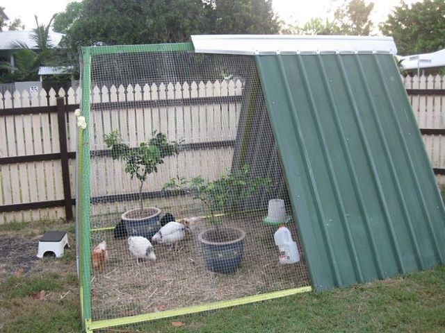 Different chicken coop designs, including an A-frame and a pallet coop