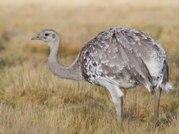 Darwin's Rhea in the Atacama Desert