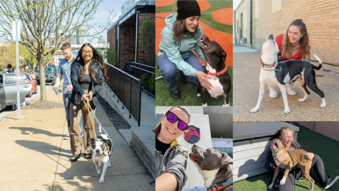 A group of diverse volunteers happily interacting with rescued animals at an animal shelter, with a warm, inviting atmosphere. Golden hour lighting. Technical specifications: 8K, realistic. Composition: wide shot capturing the interaction and the shelter environment. Mood: joyful, hopeful, and community-oriented. Inset: A blurred screenshot of the Prompt Marketer interface showing the volunteer onboarding workflow. Overlap the workflow screenshot slightly transparently to suggest automation behind the scenes, yet without distracting from the main subject of humans compassionately helping animals. Overlay should have a subtle glow effect.