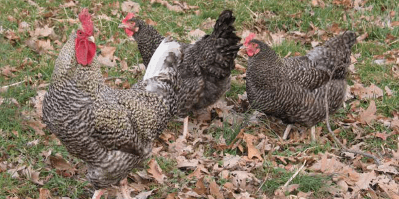 A Dominique chicken with distinct black and white barred plumage foraging in a grassy area. This image demonstrates the chicken's classic appearance, emphasizing its historical significance and beauty.