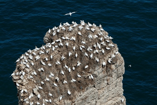 Vestmanna Bird Cliffs Boat Tour