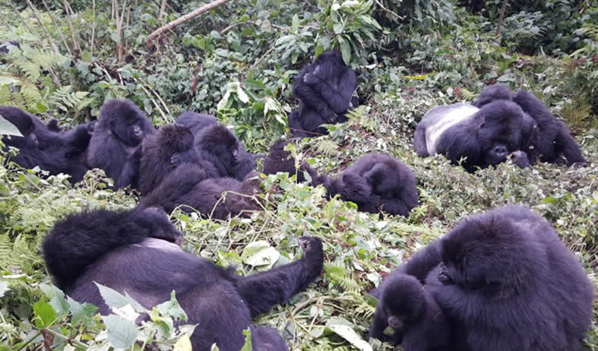 ## Trekking with Giants: An Encounter with Rwanda'...