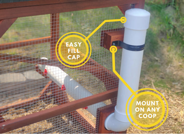 Chickens using the nipple waterer