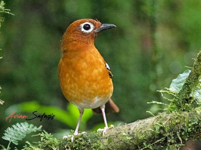 Archer's Ground Robin
