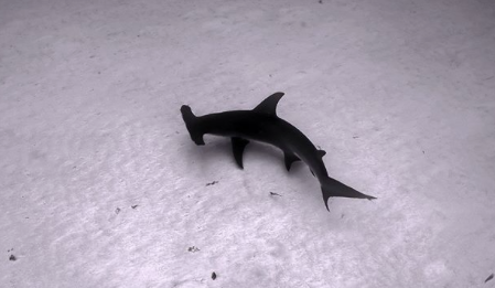 Hammerhead Shark in Bimini, Bahamas