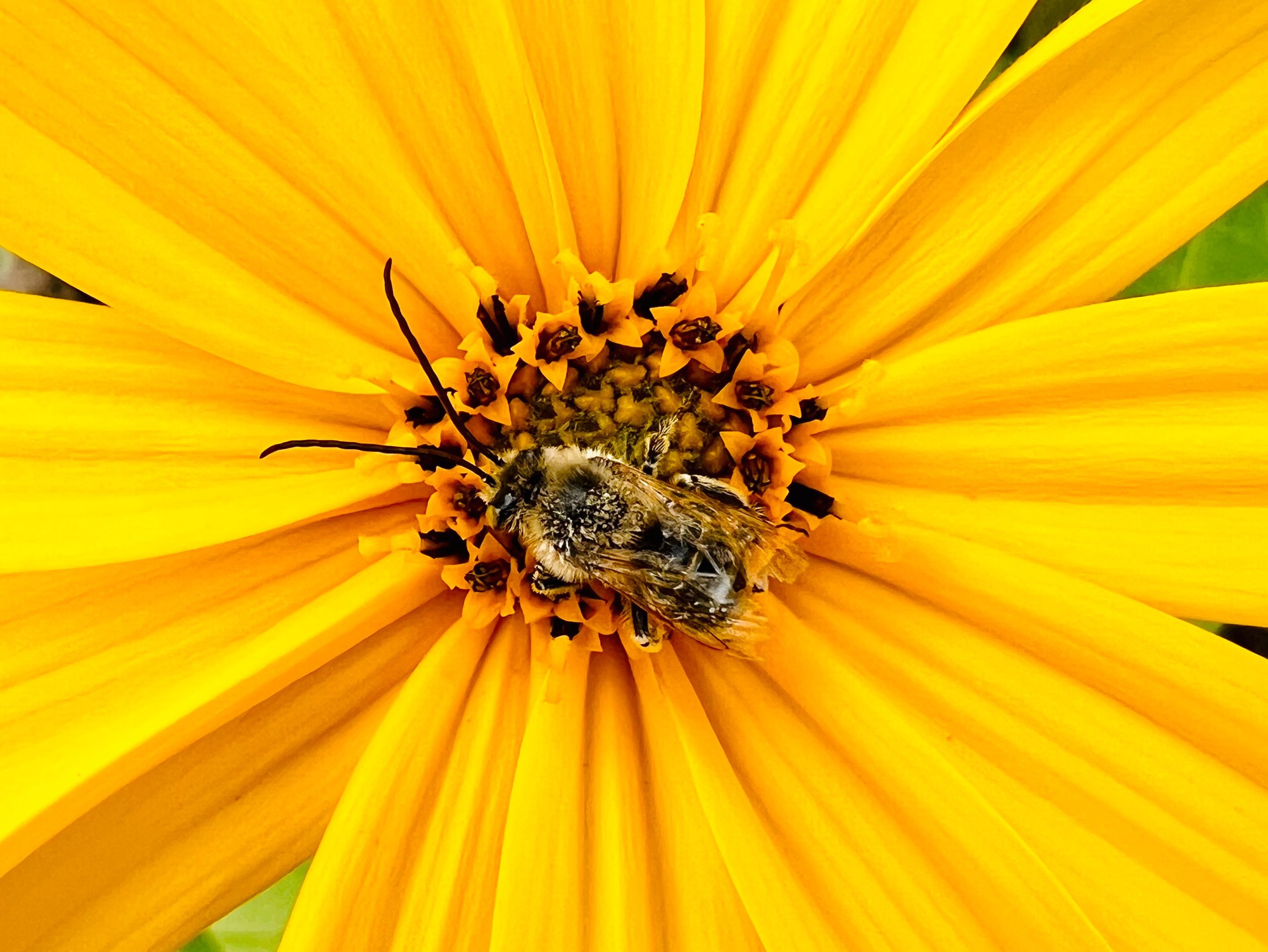 Beyond the Buzz: A Year-Round Guide to a Thrivi...