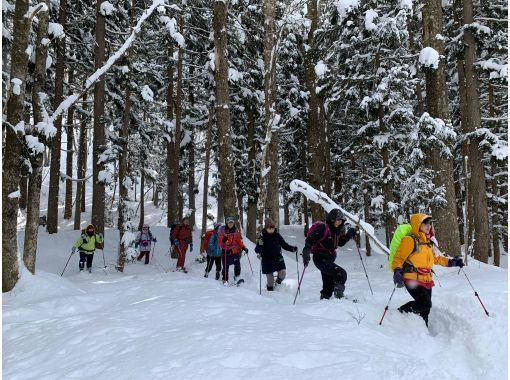 Snowshoeing in Shirakami-Sanchi