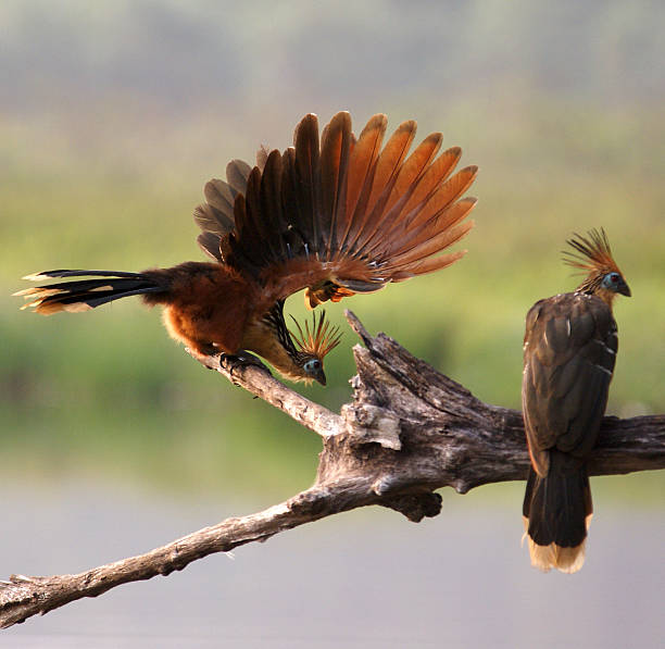 # Whispers of the Amazon: A Bird Photographer's Jo...