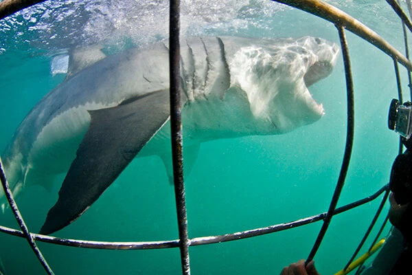 Great White Shark breaching the surface near a cage