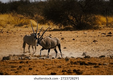 A sizzling gemsbok steak on a braai, with the Namib Desert dunes silhouetted in the background.