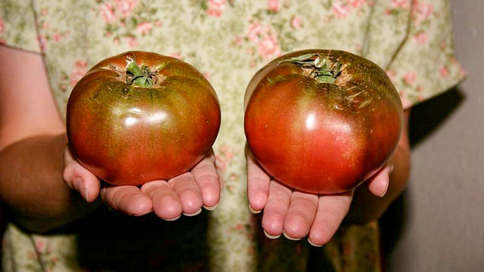 Protest Against the Seed Law