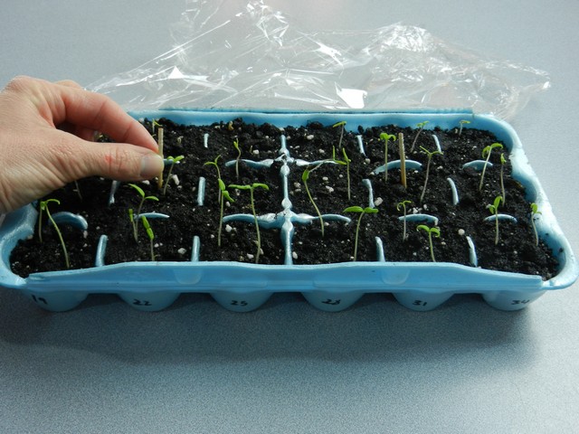 A bright windowsill scene showcasing a neat row of toilet paper rolls filled with seed starting mix and delicate herb seedlings, backlit to reveal the seedlings' translucent quality and vibrant green color.