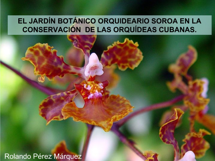 Cultivation of Colombian orchids in Jardín Botánico