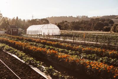 A Tomato Tale of Two Gardens: Why Heirloom Seed...