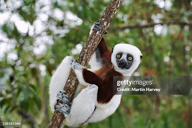 # Anjajavy le Lodge: A Madagascar Paradise Redefin...