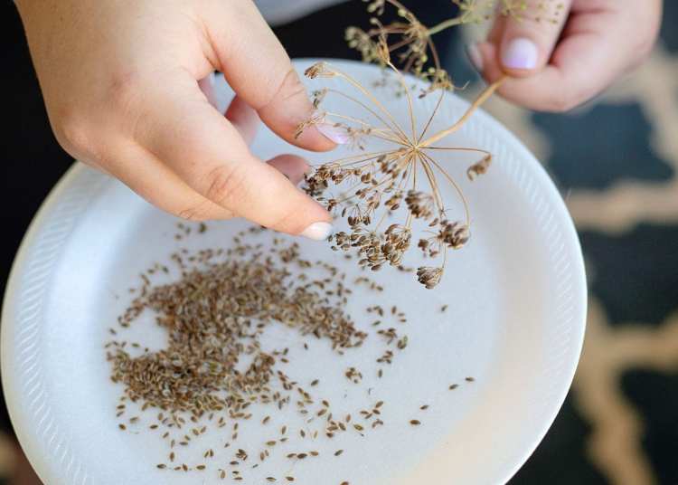 selection of clean dried seeds stored in glass jars