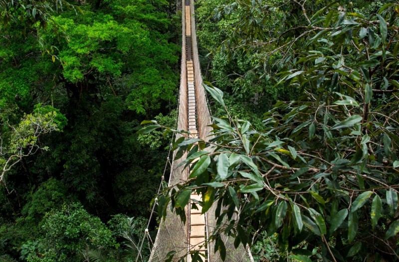 A wide-angle picture of a towering kapok tree, emphasizing its size and the surrounding forest.