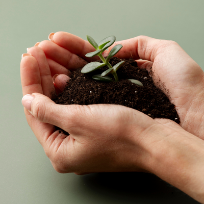 Backyard Apothecary: Growing Your Own Natural F...