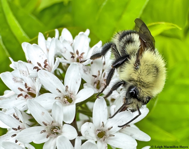 Two spotted bumblebee