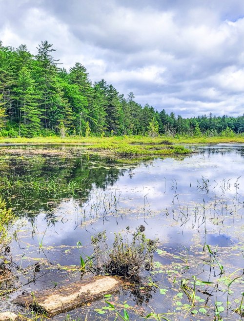 birds bathing shallow natural pond