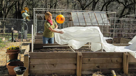 Cold Frame